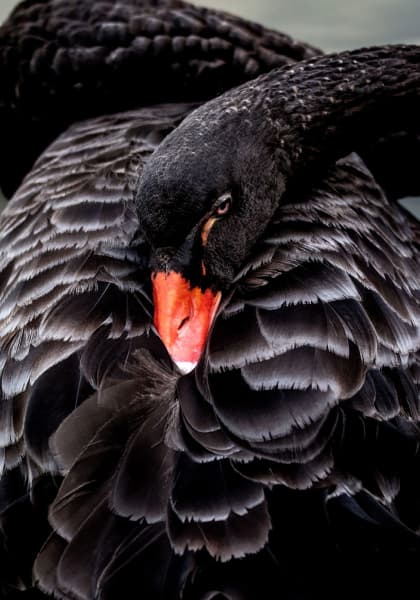 black swan curled up