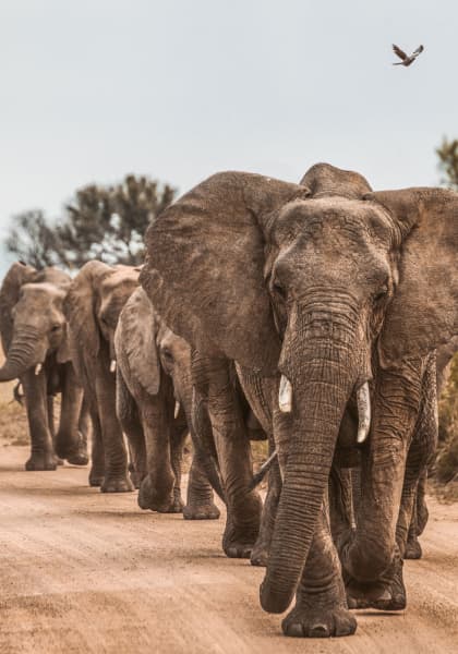 four elephants walking in a line down a dirt path