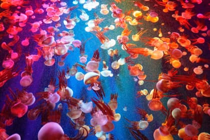 a lot of colorful jellyfish in the ocean