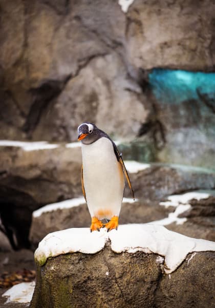 penguin on a snow covered rock