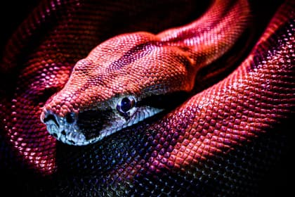 close up of a snake head curled up