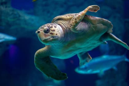 turle swimming in the ocean