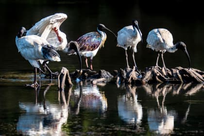 a group of birds in the water