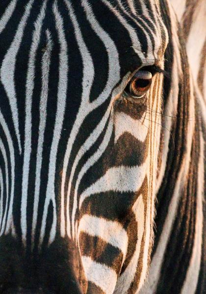 close up of a zebras face